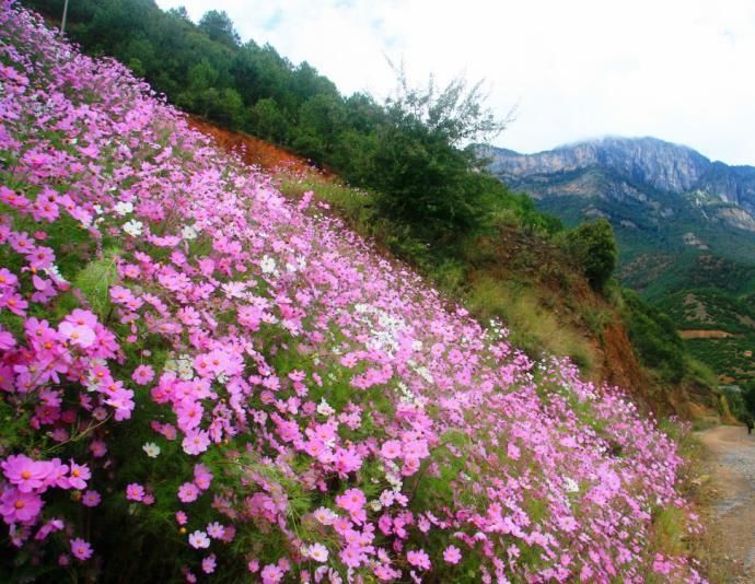 白水臺路邊波斯菊.jpg