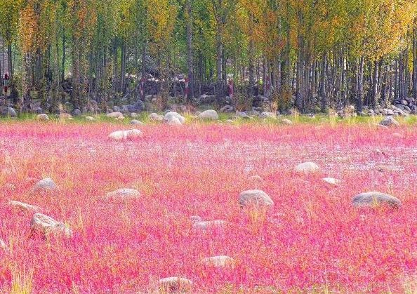 稻城紅草灘_nEO_IMG.jpg